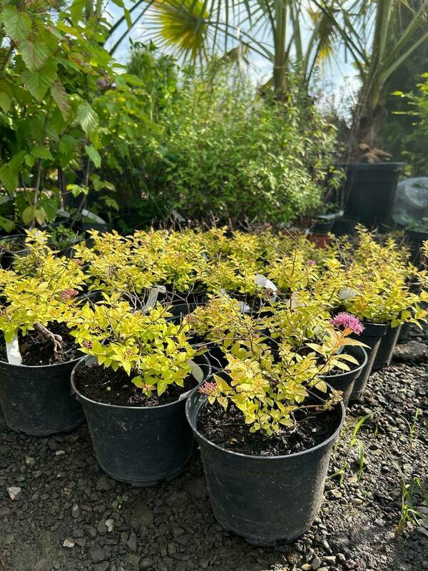 Спирея японская Голден Джек / С3 / Spiraea japonica Golden ...