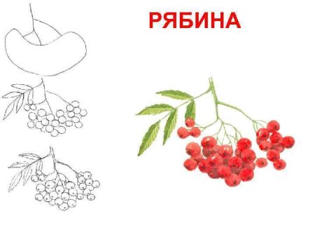 Ветка рябины с листьями и ягодами. Осенний дизайн. Векторная ...