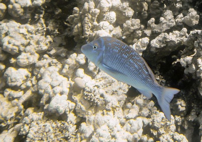 Спинороги, триггеры (Balistidae) — одни из самых красивых рыб