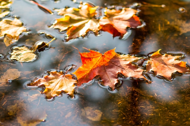 Free Photos | Autumn leaves on a rainy day