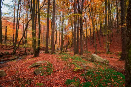 Картинки красивые осенние на рабочий стол вертикальные (70 фото)