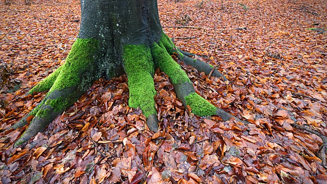 Граб обыкновенный / Carpinus betulus | MULTIFLORA