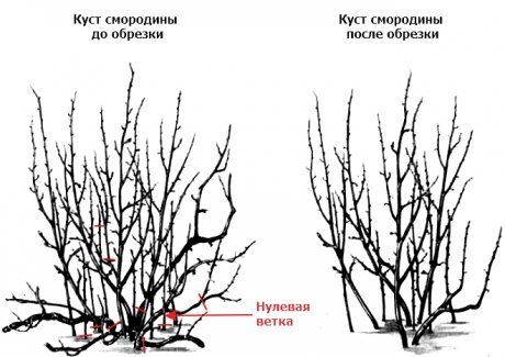 Более 20 900 работ на тему «куст ...