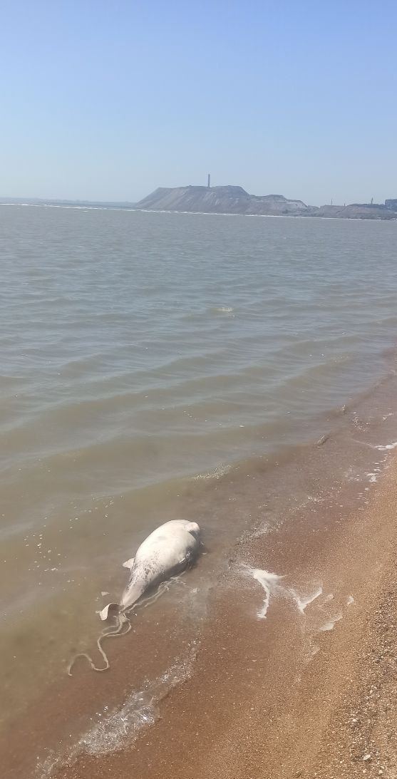 Фотографии Отдых на Азовском море, Мариуполь, Левый берег ...