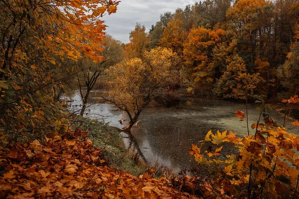 Осенний Лес (Autumn Woods) - CandleScience