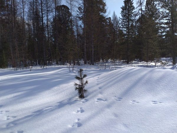 Обои на рабочий стол Еловый лес в снегу на фоне заката зимой ...