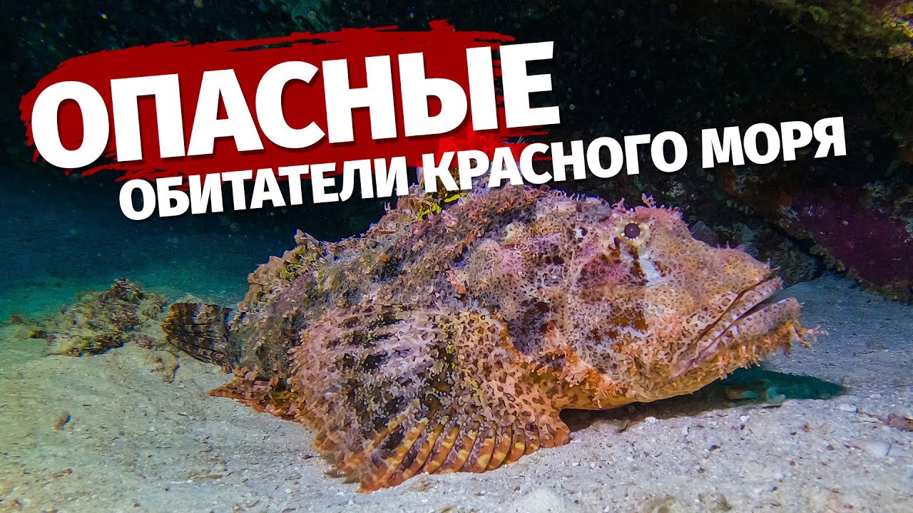 Крым: 5 самых опасных рыб Черного моря