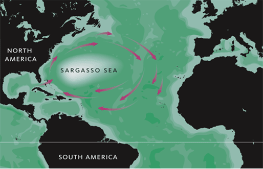 Саргассово море — Северная Америка — Планета Земля