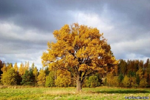 Дуб овальный (quercus ellipsoidalis ...